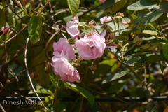 Rosa multiflora